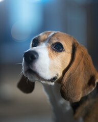 Adult beagle dog
