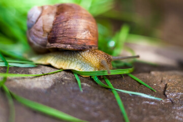 Large white snails-mollusks with a brown striped shell, crawling on rocks in the sun. Snail close - up in the natural environment,