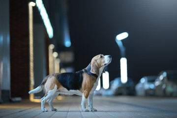 Adult beagle dog