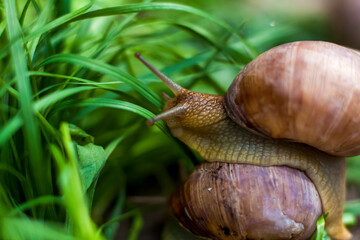 Large white snails-mollusks with a brown striped shell, crawling on rocks in the sun. Snail close - up in the natural environment,