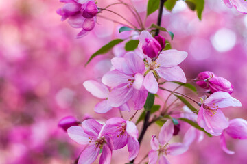 Apple tree in bloom, pink bright flowers. Spring flowering of the apple orchard. Floral background for presentations, posters, banners, and greeting cards.