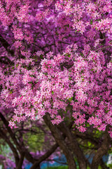 Apple tree in bloom, pink bright flowers. Spring flowering of the apple orchard. Floral background for presentations, posters, banners, and greeting cards.