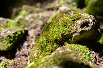 Green forest mosses grown on stone.