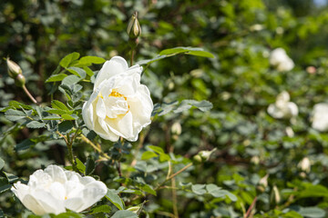 Beautiful delicate flowers white rose with green leaves are on a blurred green background