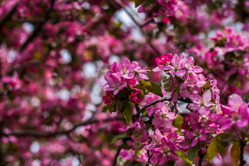Apple tree in bloom, pink bright flowers. Spring flowering of the apple orchard. Floral background for presentations, posters, banners, and greeting cards. Soft focus,