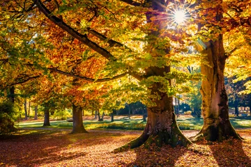 Fotobehang Slaapkamer Exciting morning view of old beech trees in  Kurpark in Thumersbach village, located on the shore of the Zell lake. Impressive autumn scene in the city park. Beauty of nature concept background.  © Andrew Mayovskyy