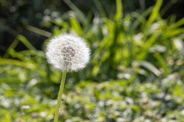 A white dandelion head is on a beautiful blurred green background