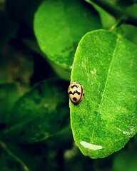 ladybug on leaf