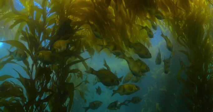 School Of Fish Swimming Underwater In Kelp Forest - Monterey, California