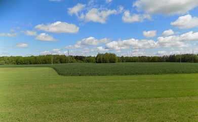 field with blue sky