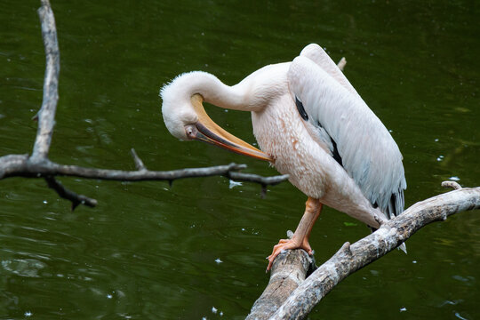 pelican on the branch near water. bird cleaning their feathers