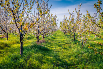 Adorable spring scenery. Apple trees garden in the outskirts of Bitola town. Exotic morning scene of North Macedonia. Beauty of nature concept background.