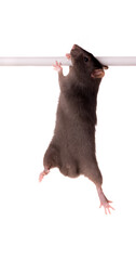 rat on a horizontal bar