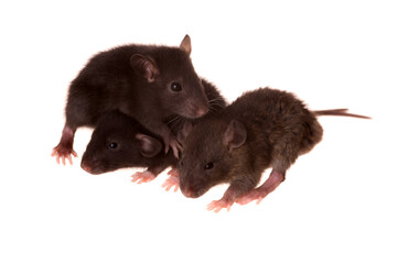 portrait of three baby rats