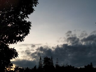 silhouette of a tree