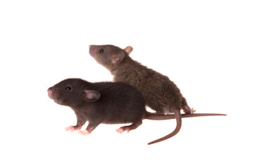 portrait of two baby rats