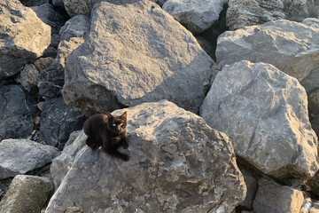 Homeless cat sitting on stones