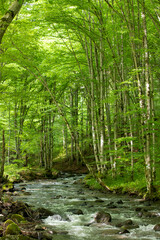 a stream flows through the green beech forest