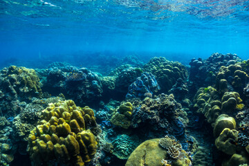 underwater scene with coral reef and fish; Surin Islands; Thailand. - 436149903