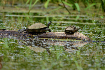 Pair Of Turtles Perched On Log In Water-1143