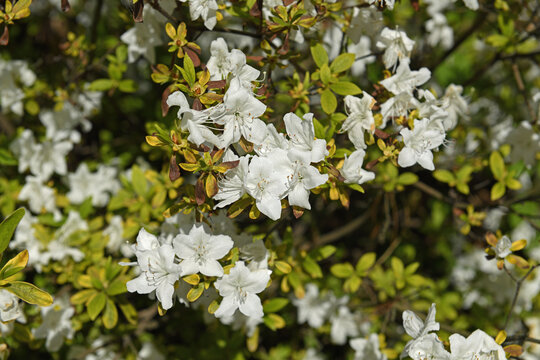 Rhododendron (dauricum) April Reign in spring