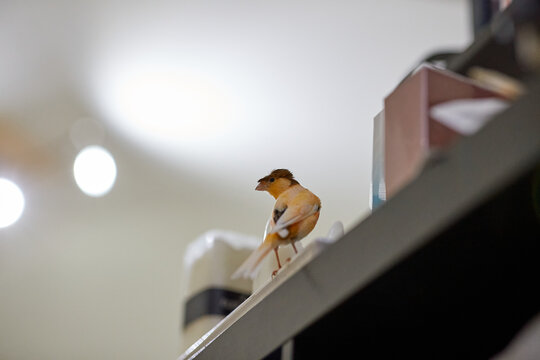 little yellow canary bird standing on black shelf