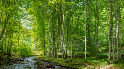 a stream in a green deciduous forest