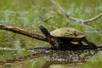 Obraz premium Turtle On Limb In Water With Reflection-1141