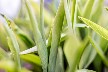 Young green grass close-up. Fresh juicy green grass background. Nature abstract background. Selective focus.