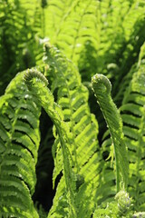 young fern leaves in sunlight
