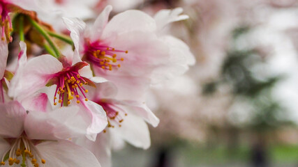 cherry blossom