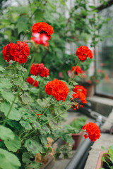 .Flowers in the greenhouse