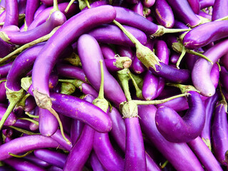 Long purple eggplants or chinese eggplant vegetable