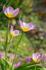 Tulipa saxatilis bright pink yellow flowering cretan tulip flowers, springtime beautiful ornamental rock plants in bloom