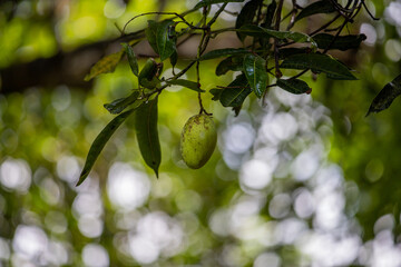 Delicious Asian Mangoes On The Tree