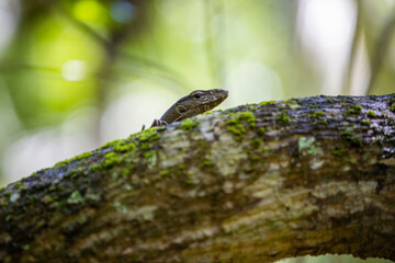lizard on a branch