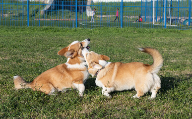 corgi dogs playing in the meadow