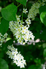 Branch of cherry flowers close-up. Diffuse soft focus