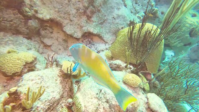 Close up of large parrotfish swimming in healthy coral reef, Bermuda Atlantic Ocean
