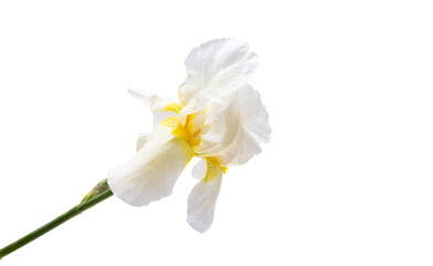 Fototapeta na wymiar beautiful iris flowers isolated