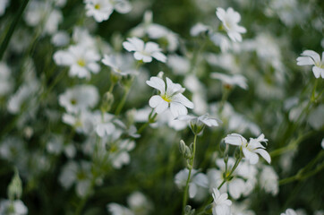 Flower Paeonia suffruticosa pink blooms in the garden in spring