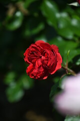 赤いバラ