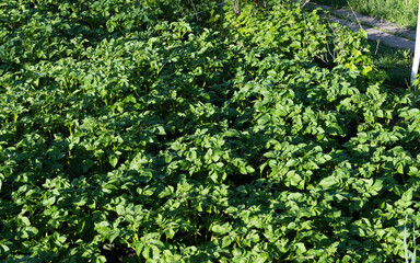 Fototapeta na wymiar green potato leaves growing