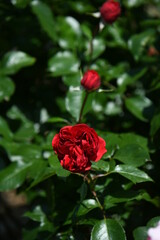 赤いバラ