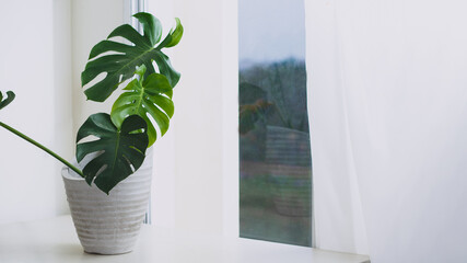Monstera on pot beside window with curtain