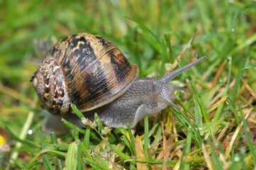 Escargot dans l'herbe en gros plan