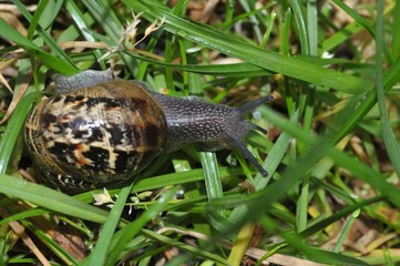 Escargot dans l'herbe en gros plan