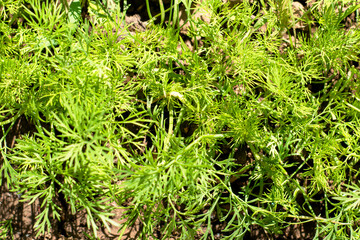 dill growing in the garden top view background background