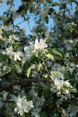 Apple blossoms. Blooming apple tree branch in sunshine day. Large Depth of Field. Macro.