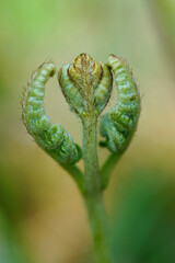 Vertical shot of green unfolding leaf of a fern isolated on a green blurred backdrop
